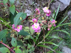 Chaetogastra incarum