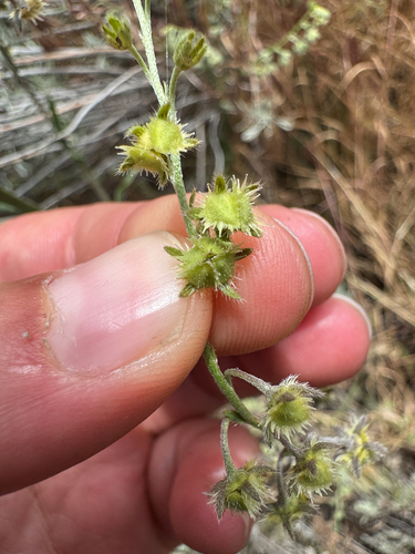 Hackelia diffusa observed 2026-05-29