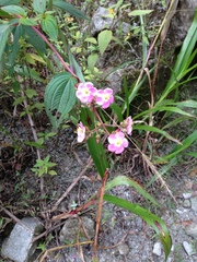 Chaetogastra incarum