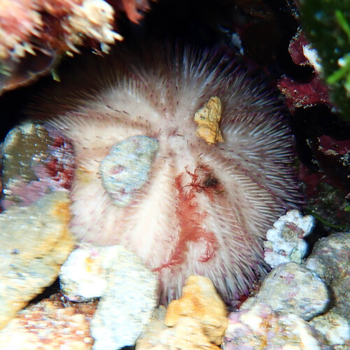 Pseudoboletia indiana observed 2026-05-20