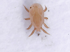 Mesostigmata