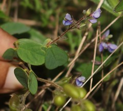 Pycnospora lutescens