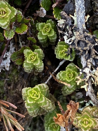 Euphrasia monroi observed 2026-05-30