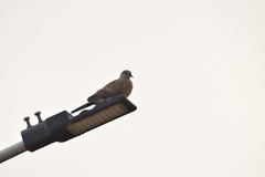 Streptopelia chinensis