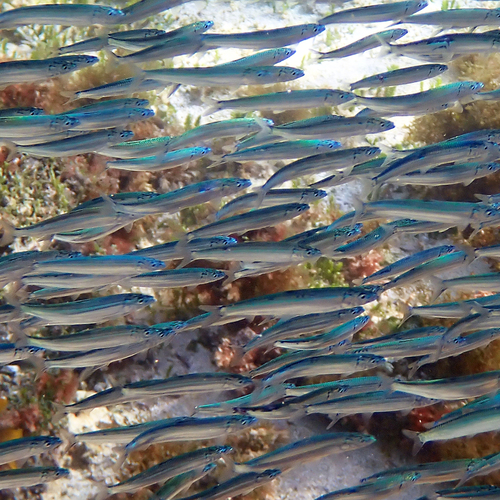 Spratelloides delicatulus observed 2026-05-19