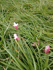 Tulipa clusiana