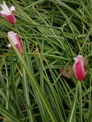 Tulipa clusiana
