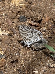 Leptotes cassius cassidula