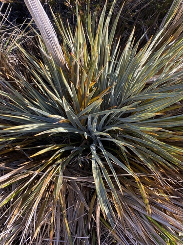 Aciphylla colensoi, 2026-05-30