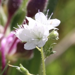 Phacelia dubia
