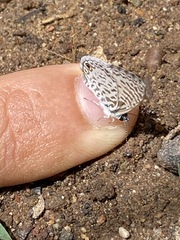Leptotes cassius cassidula