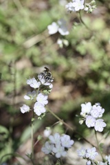 Phacelia dubia