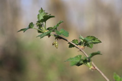 Ribes missouriense