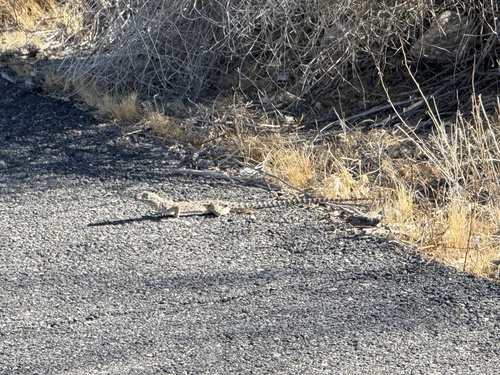 iNaturalist observation photo of Long-nosed Leopard Lizard