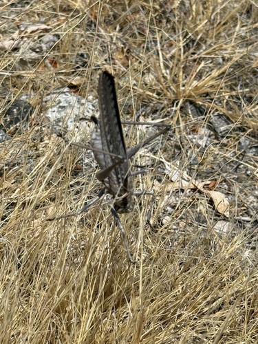 iNaturalist observation photo of Sooty Longwing
