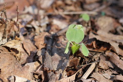 Impatiens pallida