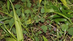 Pycnospora lutescens