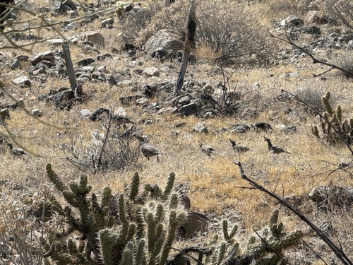 iNaturalist observation photo of Gambel's Quail