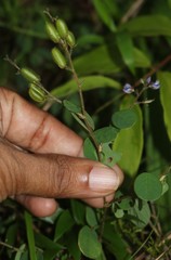 Pycnospora lutescens