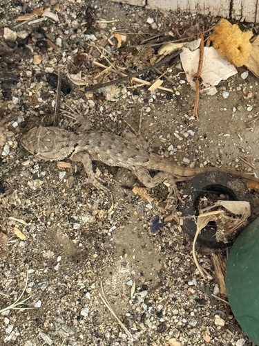 iNaturalist observation photo of Desert Spiny Lizard