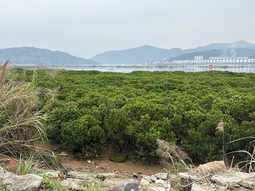 Kandelia obovata