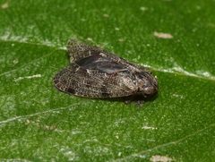 Synecdoche irrorata