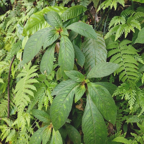 Rhynchotechum discolor iNat (3)