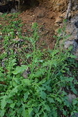 Youngia thunbergiana