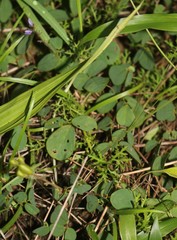 Pycnospora lutescens