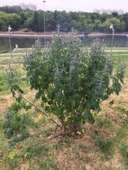 Leonurus quinquelobatus