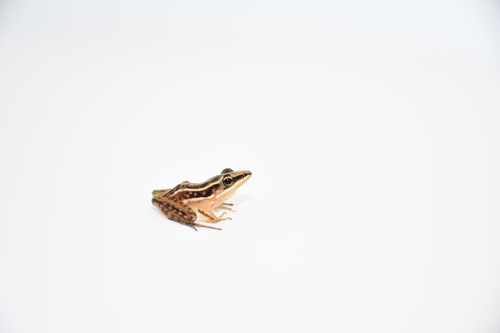 Hylarana macrodactyla observed 2026-05-20