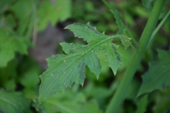 Youngia thunbergiana