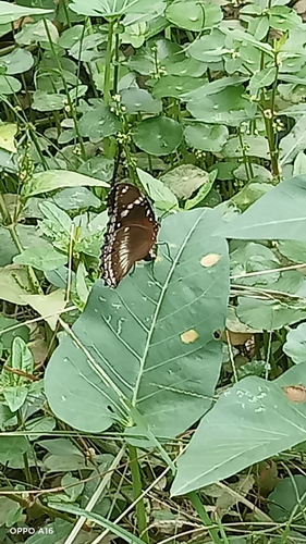 Hypolimnas bolina