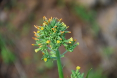 Youngia thunbergiana