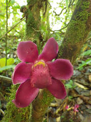 Eschweilera rimbachii