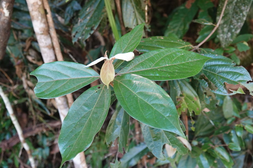 Neolitsea dealbata observed 2026-05-30