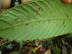 Eschweilera rimbachii