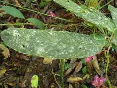 Eschweilera rimbachii