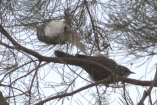 Striped Honeyeater (Plectorhyncha lanceolata), photo 6