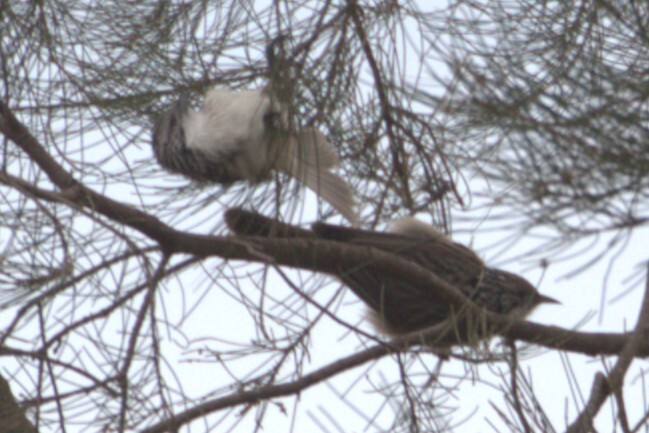 Striped Honeyeater (Plectorhyncha lanceolata), photo 6