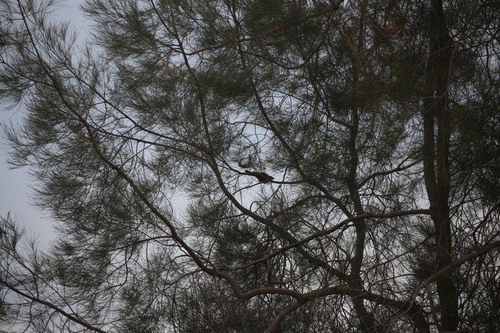 Striped Honeyeater (Plectorhyncha lanceolata), photo 7