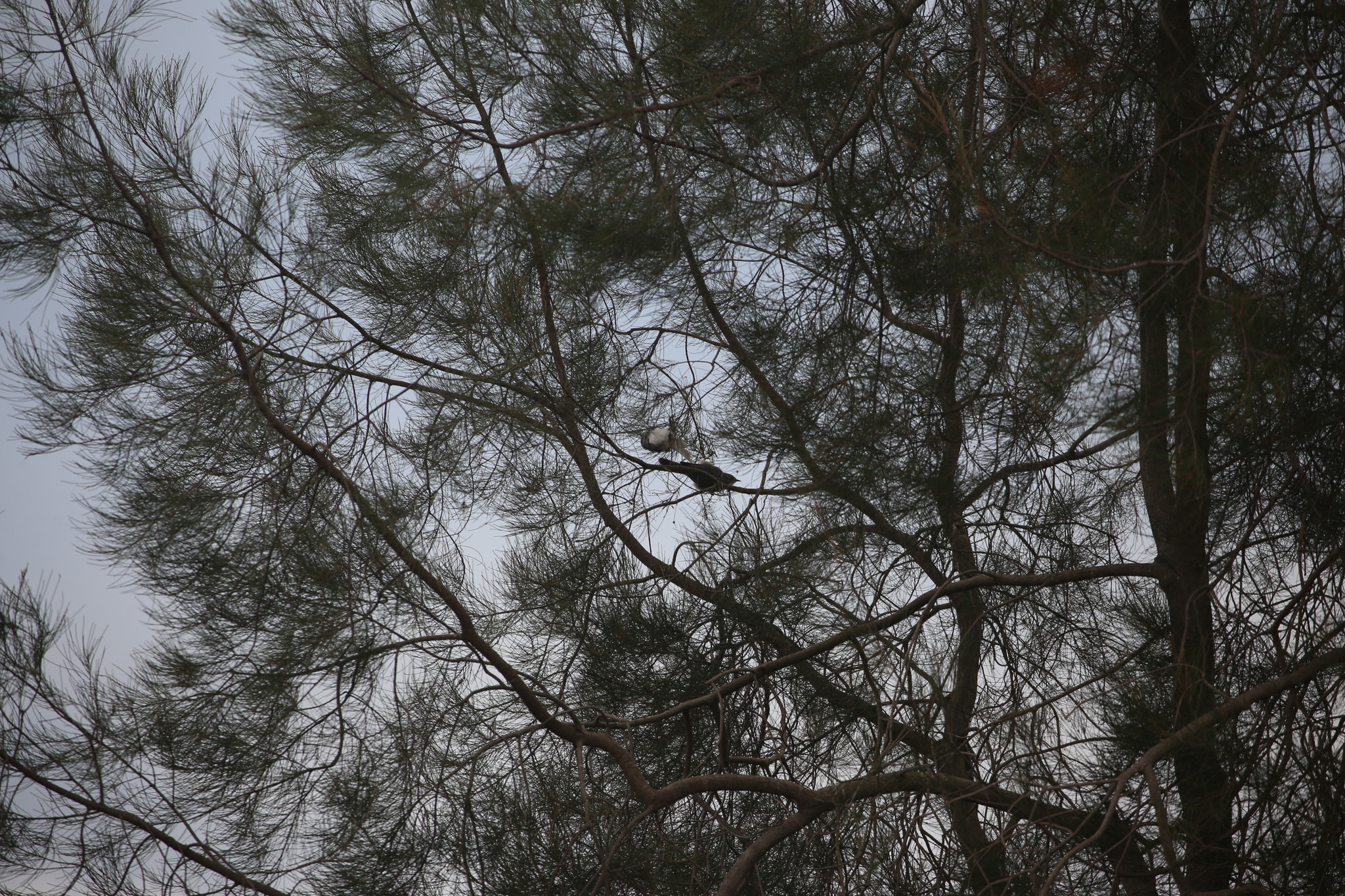 Striped Honeyeater (Plectorhyncha lanceolata), photo 7
