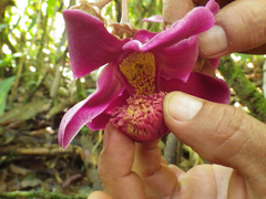 Eschweilera rimbachii