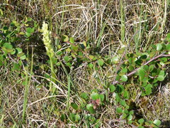 Platanthera hyperborea