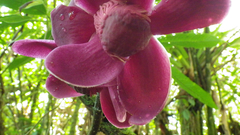 Eschweilera rimbachii