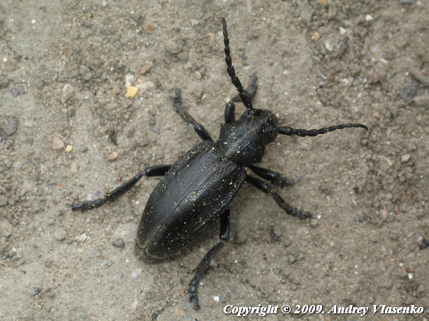 Dorcadion carinatum