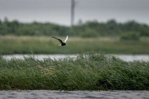 iNaturalist image