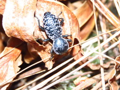 Zopherus laevicollis