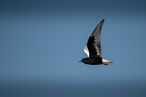 iNaturalist image