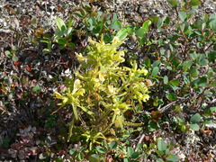 Pedicularis labradorica
